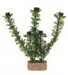 Augalas akvariumui plastmasinis vidutinis 20cm